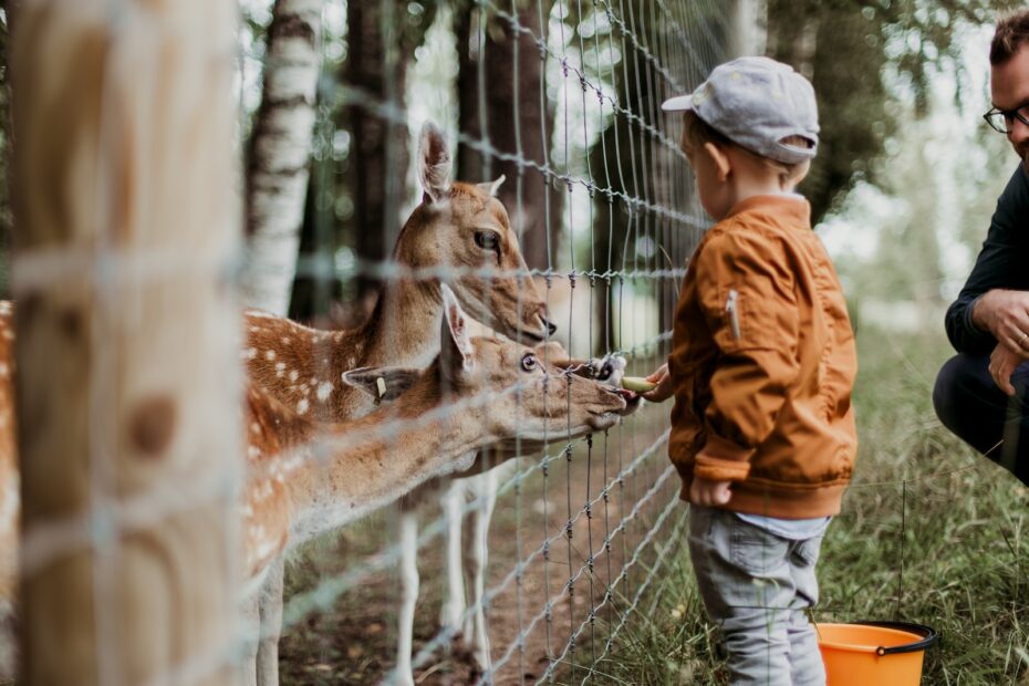 Zoo er populært hos børn